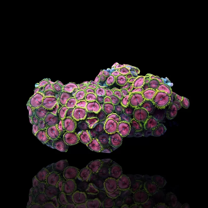 Zoanthus sp sortiert Vietnam (XXL) | Coralandfishstore.nl