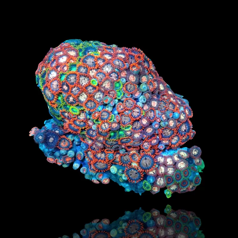 Zoanthus sp sortiert Vietnam (XXL) | Coralandfishstore.nl