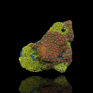 Zoanthus sp assorted Vietnam (XXL) | Coralandfishstore.nl