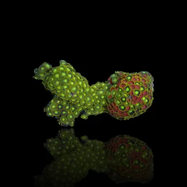 Zoanthus sp assorted Vietnam (XXL) | Coralandfishstore.nl