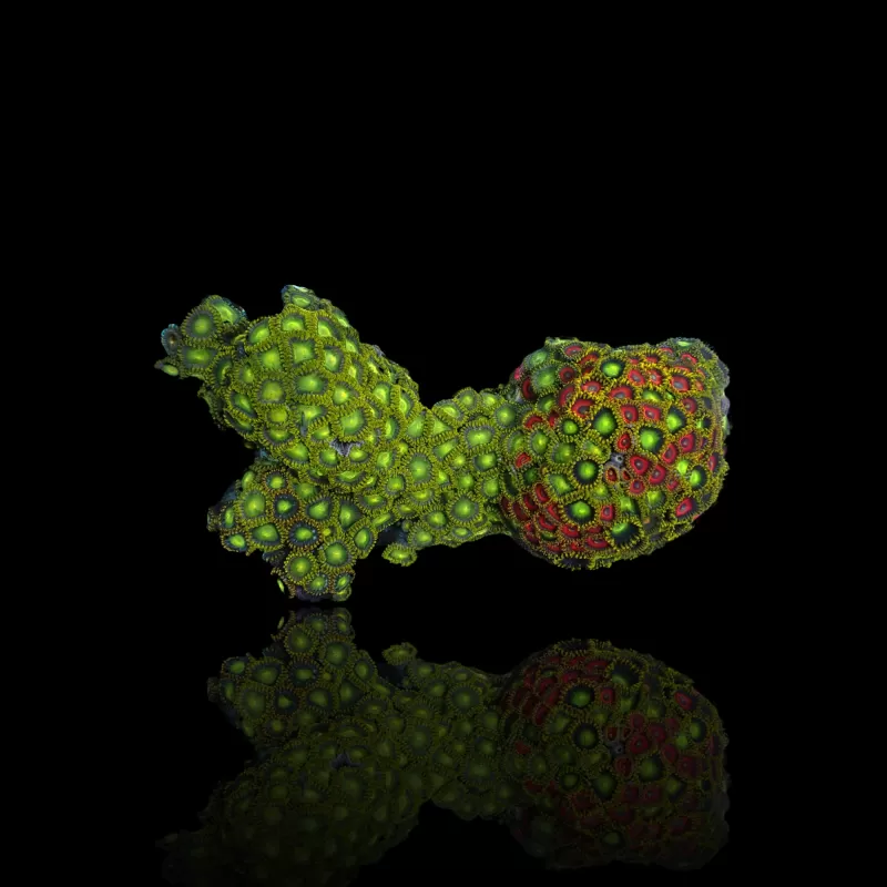 Zoanthus sp sortiert Vietnam (XXL) | Coralandfishstore.nl