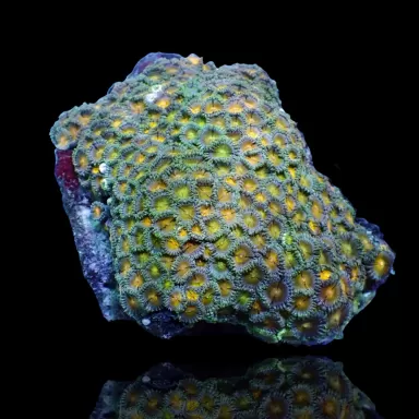 Zoanthus sp assorted Vietnam (XXL) | Coralandfishstore.nl