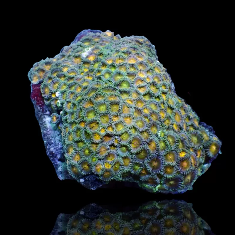 Zoanthus sp assorted Vietnam (XXL) | Coralandfishstore.nl