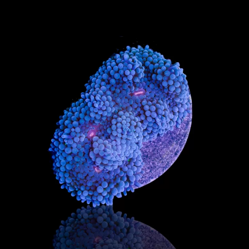 Ricordea Florida Blue bestellen? l Coralandfishstore.nl