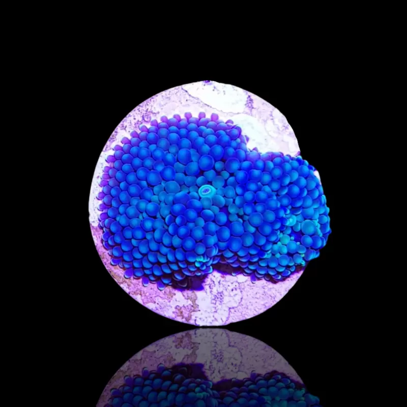 Ricordea Florida Blue bestellen? l Coralandfishstore.nl