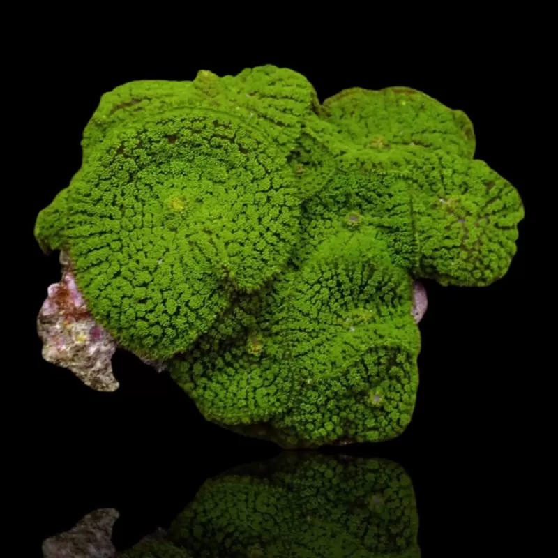 Rhodactis Green On Rock L size