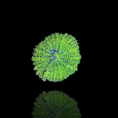 Rhodactis Green kaufen?| Coralandfishstore.nl