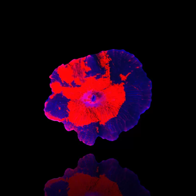 Discosoma Deadpool kopen | Coralandfishstore.nl