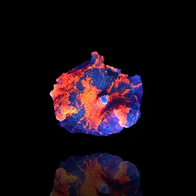 Discosoma Deadpool (special)