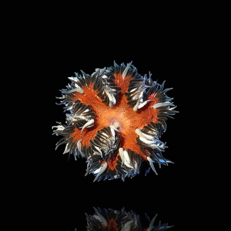 Epicystis Crucifer (M)