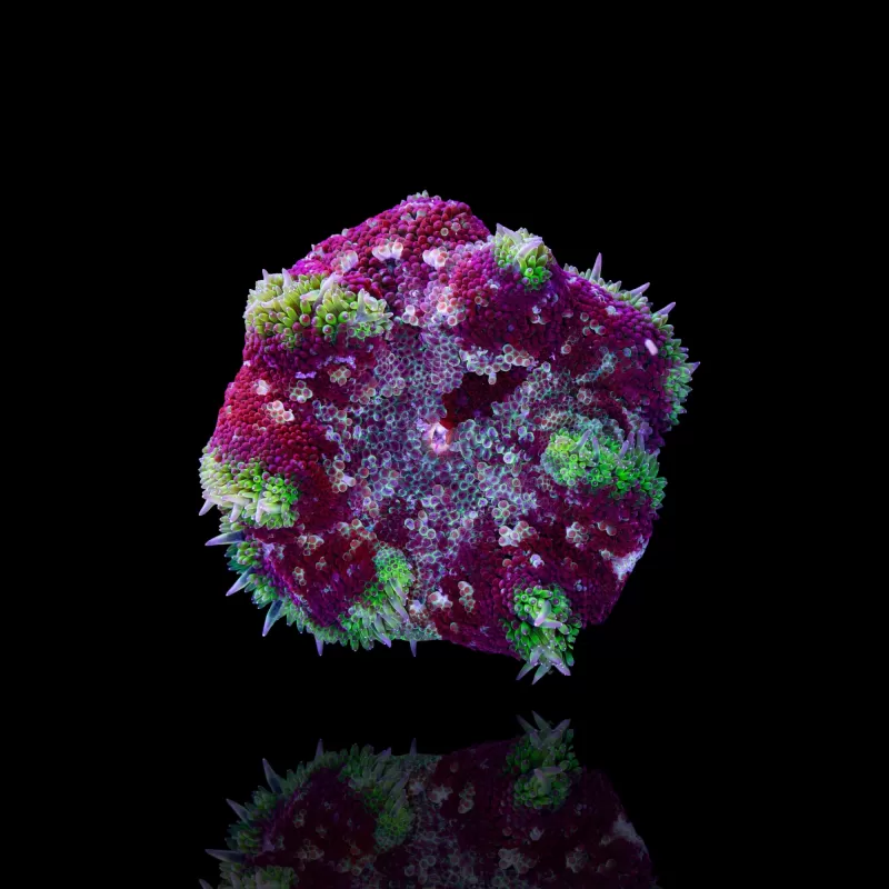 Stichodactyla Tapetum - Mini Tapijt Anemoon kopen ?| Coralandfishstore.nl