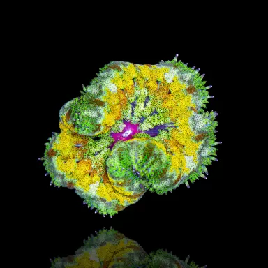 Stichodactyla Tapetum - Mini Tapijt Anemoon kopen ?| Coralandfishstore.nl