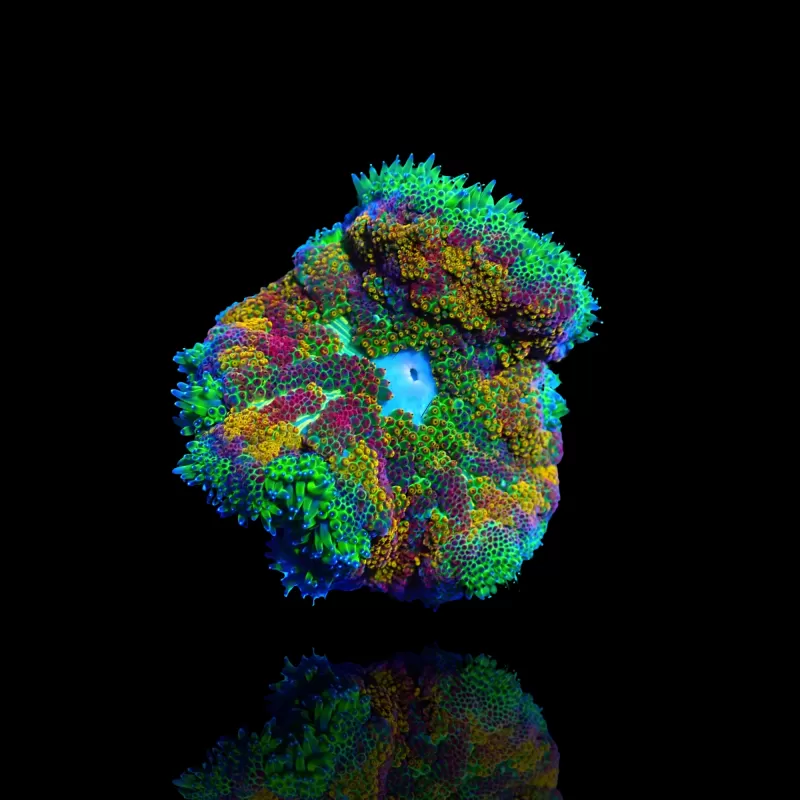 Kaufen Sie Stichodactyla tapetum - Mini-Teppichanemone | Coralandfishstore.nl