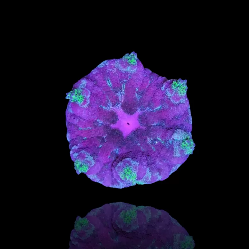 Stichodactyla Tapetum - Mini Tapijt Anemoon kopen ?| Coralandfishstore.nl
