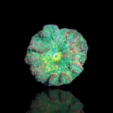 Kaufen Sie Stichodactyla tapetum - Mini-Teppichanemone | Coralandfishstore.nl