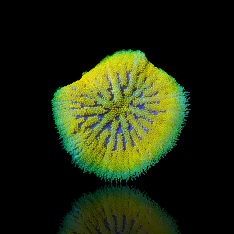 Stichodactyla Tapetum - Mini Tapijt Anemoon kopen | Coralandfishstore.nl