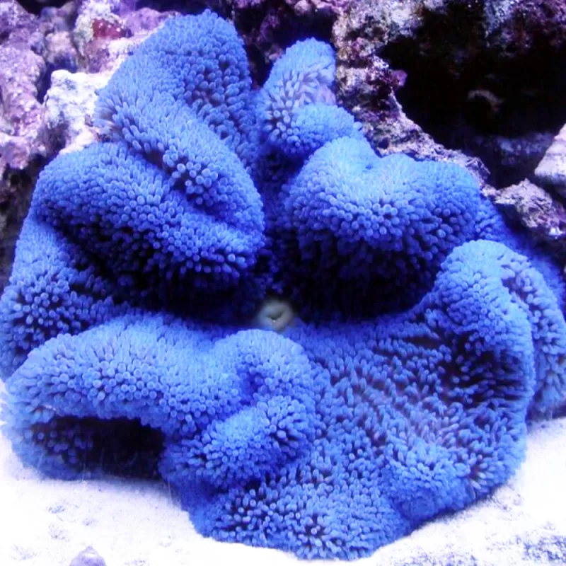 Stoichacti Kenti Blue Colored Carpet Anemone | Coralandfishstore.nl