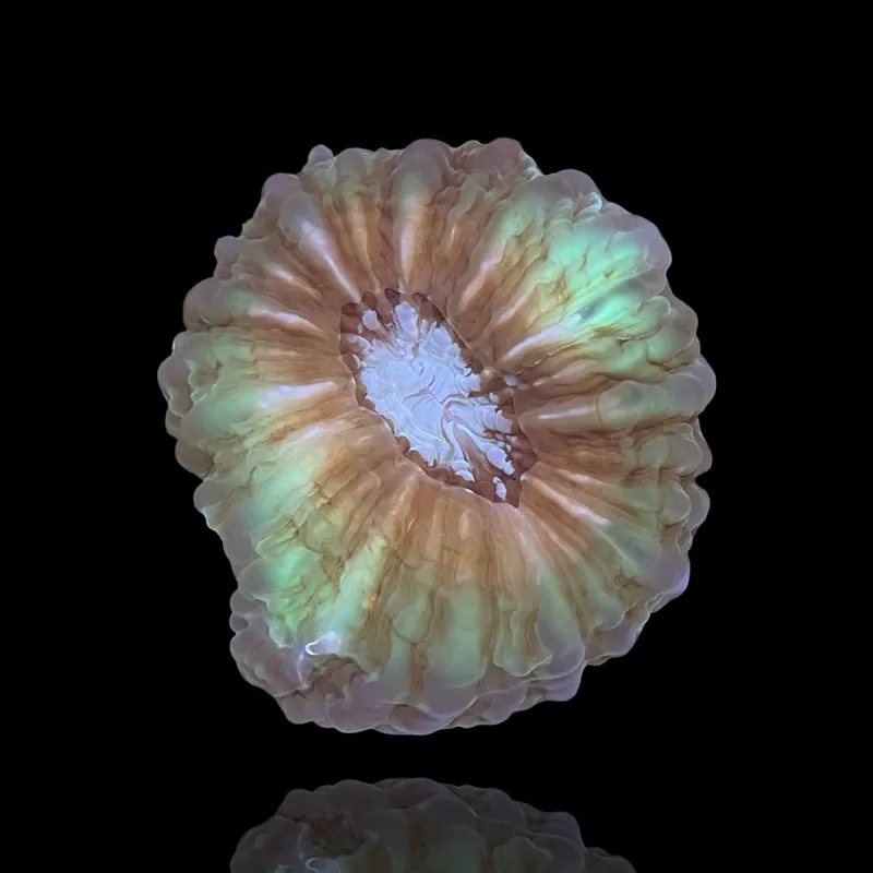 Cynarina Lacrymalis -cat's eye kopen | Coralandfishstore.nl