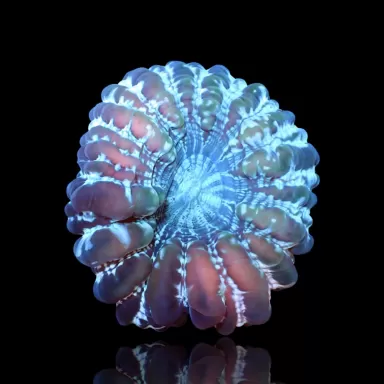 Cynarina Lacrymalis -cat's eye kopen | Coralandfishstore.nl