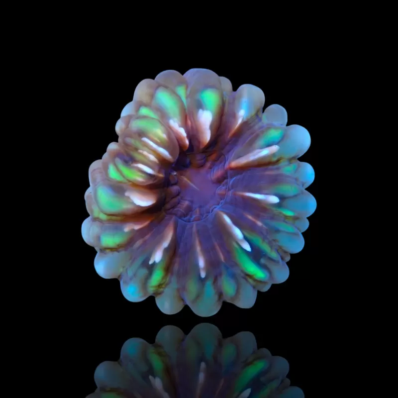 Cynarina Lacrymalis -cat's eye kopen | Coralandfishstore.nl