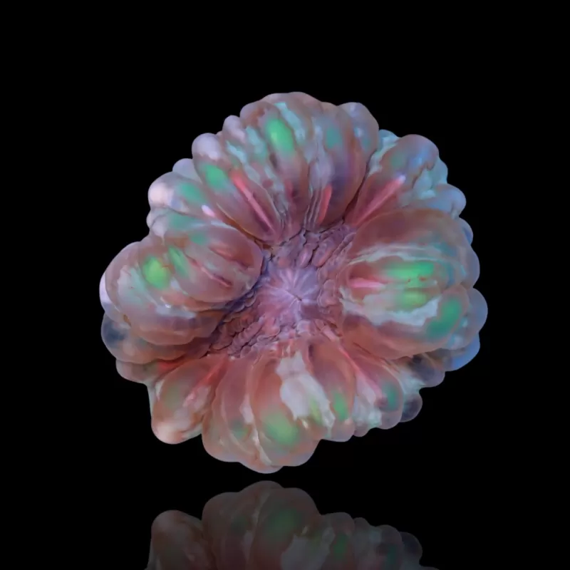 Cynarina Lacrymalis -cat's eye kopen | Coralandfishstore.nl