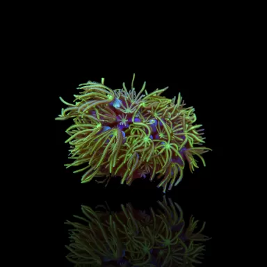 Tubipora Musica green kopen | Coralandfishstore.nl