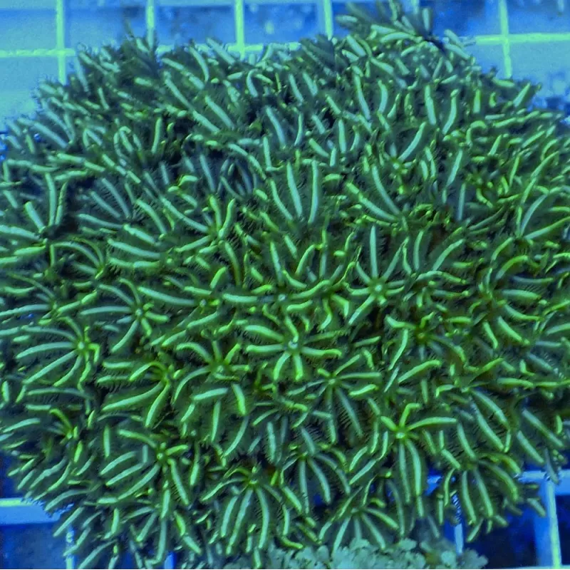 Tubipora Musica green M size