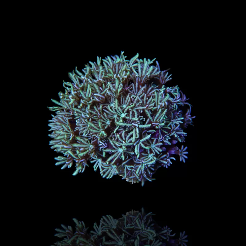 Tubipora Musica Green