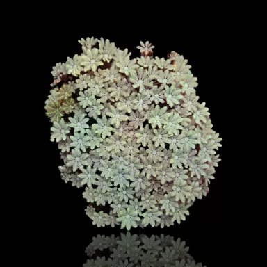 Tubipora Musica pack kopen | Coralandfishstore.nl