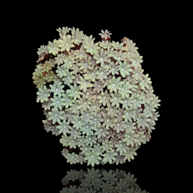 Tubipora Musica grün kaufen | Coralandfishstore.nl