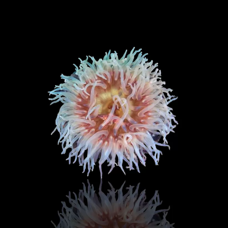 Actiniaria - Volcano Anemone kopen ? | Coralandfishstore