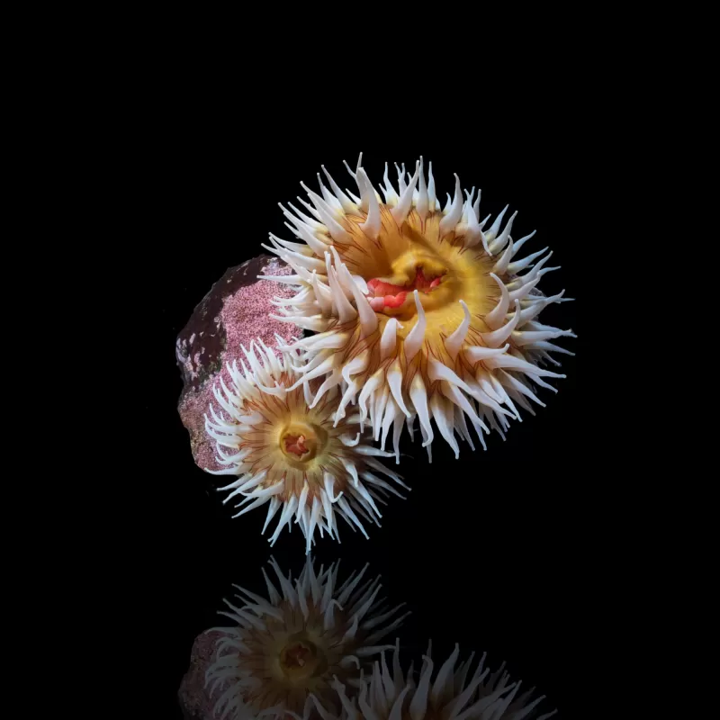 Möchten Sie Actiniaria - Vulkananemone kaufen? | Corallandfishstore