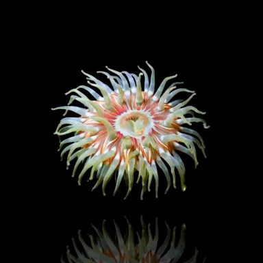 Actiniaria - Volcano Anemone kopen ? | Coralandfishstore