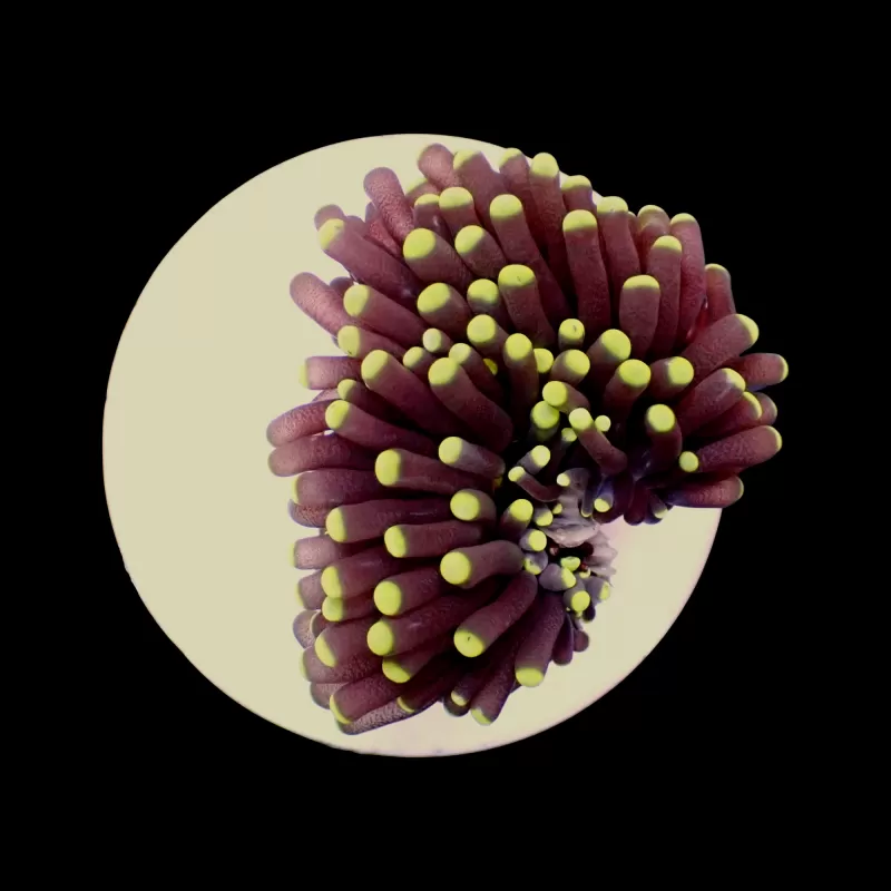 Kaufen Sie Euphyllia glabrescens grüne/gelbe Spitzen – pro Tasse | Coralandfishstore.nl