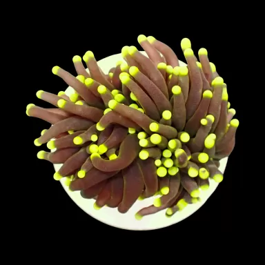 Kaufen Sie Euphyllia glabrescens grüne/gelbe Spitzen – pro Tasse | Coralandfishstore.nl