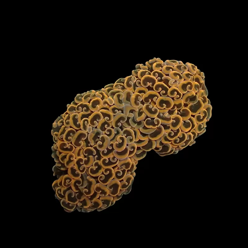 Euphyllia Ancora Ultra Neon Orange kopen | Coralandfishstore.nl