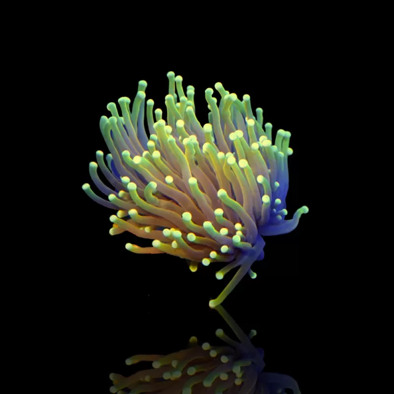 Euphyllia Glabrescens Hellfire  kopen | Coralandfishstore.nl