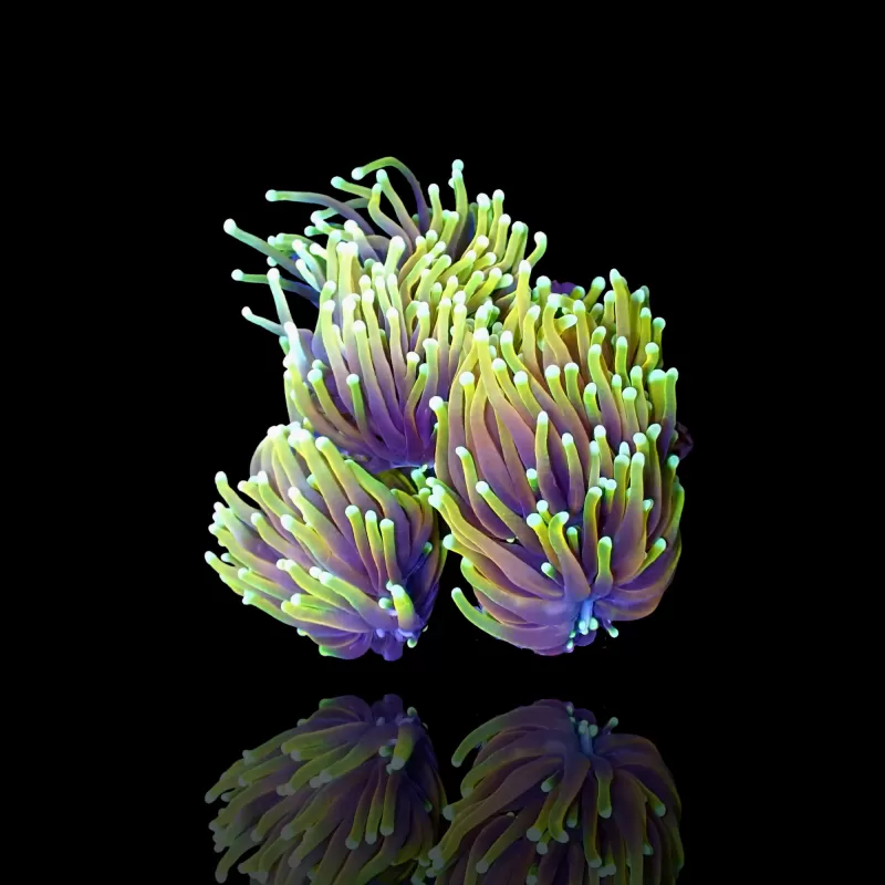 Euphyllia Glabrescens Hellfire Euphyllia Glabrescens Hellfire
