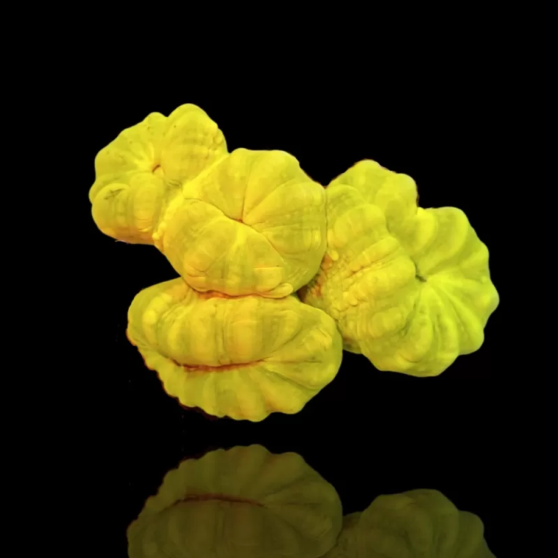 Caulastrea sp. Ultra Green bestellen ? l Coralandfishstore.nl