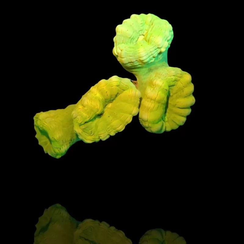 Caulastrea sp. Ultra Green bestellen ? l Coralandfishstore.nl