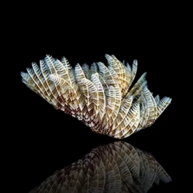 Sabellastarte Indica Soft Tube Wurm | Coralandfishstore.nl