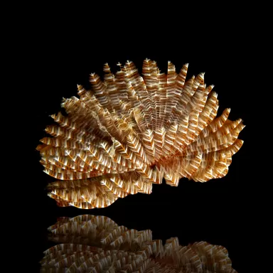 Sabellastarte Indica Soft Tube Wurm | Coralandfishstore.nl