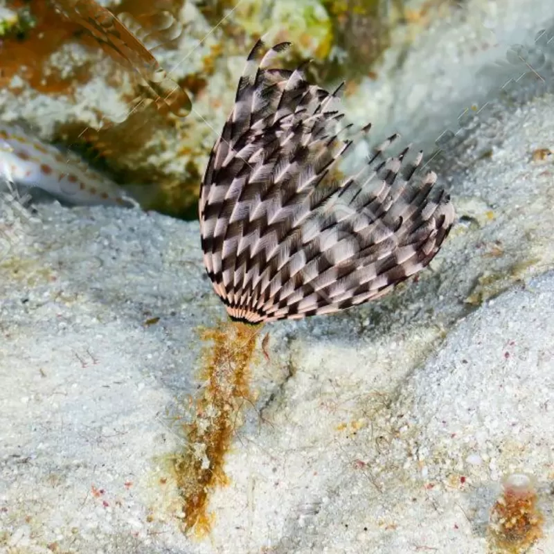 Sabellastarte Indica Soft Tube Wurm | Coralandfishstore.nl