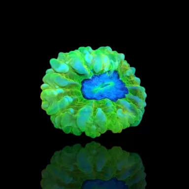 Kaufen Sie Cynarina Lacrymalis Ultra Green Australien | Coralandfishstore.nl