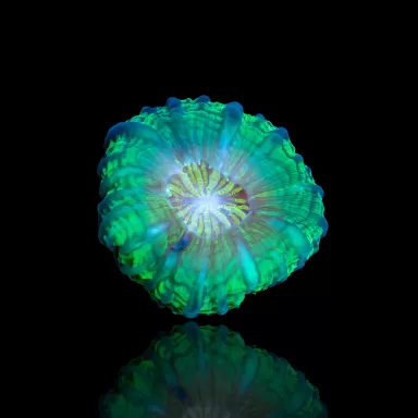 Kaufen Sie Cynarina Lacrymalis Ultra Green Australien | Coralandfishstore.nl