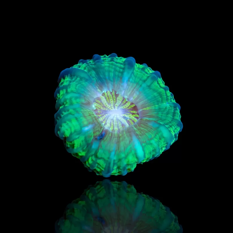 Kaufen Sie Cynarina Lacrymalis Ultra Green Australien | Coralandfishstore.nl