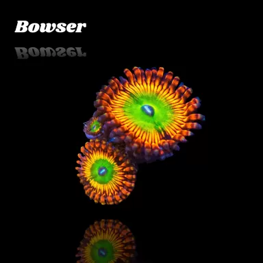 Kaufen Sie Zoanthus Bowser S-Größe | Coralandfishstore.nl