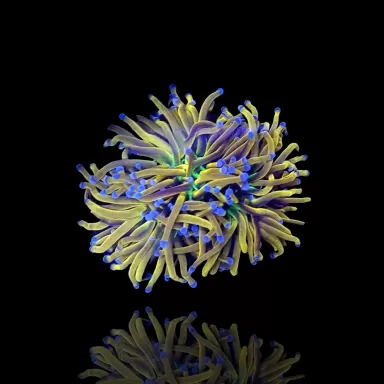 Möchten Sie Euphyllia glabrescens NY Knicks kaufen? Corallandfishstore