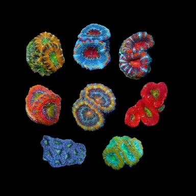 Möchten Sie Acanthastrea lordhowensis Pack bestellen? l Coralandfishstore.nl