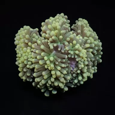 Euphyllia Cristata S-size kopen | Coralandfishstore.nl